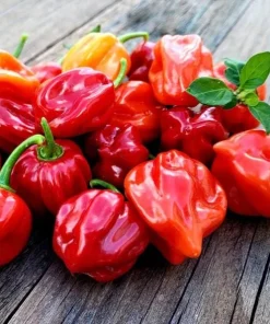 Set of 2 Red Habanero Pepper Plants Live - Hot Chili Vegetable for Outdoor Garden 4-6 Inch Tall - Image 6