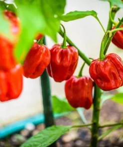 Set of 2 Red Habanero Pepper Plants Live - Hot Chili Vegetable for Outdoor Garden 4-6 Inch Tall - Image 7