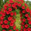 Set of 2 Red Hibiscus Live Plants - Tropical Shrub, 4-8 Inch Tall - Image 1