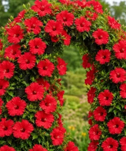 Set of 2 Red Hibiscus Live Plants - Tropical Shrub, 4-8 Inch Tall - Image 1