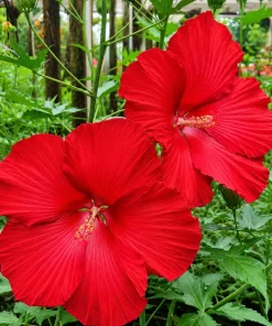 Set of 2 Red Hibiscus Live Plants - Tropical Shrub, 4-8 Inch Tall - Image 4