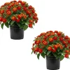 Set of 2 Red Lantana Live Plants, 4-6 Inch Tall, Vibrant Outdoor Flowering Plants - Image 1