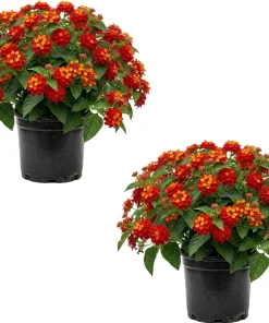 Set of 2 Red Lantana Live Plants, 4-6 Inch Tall, Vibrant Outdoor Flowering Plants - Image 1