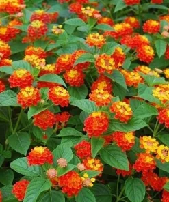 Set of 2 Red Lantana Live Plants, 4-6 Inch Tall, Vibrant Outdoor Flowering Plants - Image 2