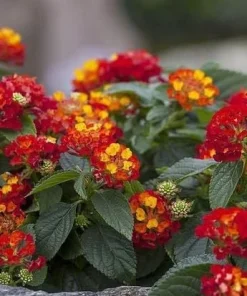 Set of 2 Red Lantana Live Plants, 4-6 Inch Tall, Vibrant Outdoor Flowering Plants - Image 3