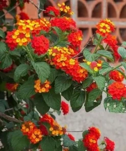 Set of 2 Red Lantana Live Plants, 4-6 Inch Tall, Vibrant Outdoor Flowering Plants - Image 4