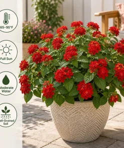 Set of 2 Red Lantana Live Plants, Bicolor Flowering Outdoor Starter Plants, 4-7 Inch Tall - Image 2