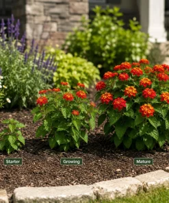 Set of 2 Red Lantana Live Plants, Bicolor Flowering Outdoor Starter Plants, 4-7 Inch Tall - Image 3