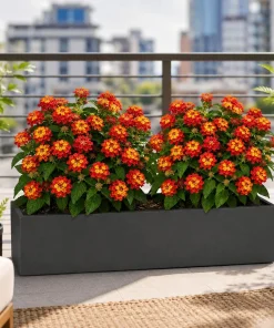 Set of 2 Red Lantana Live Plants, Bicolor Flowering Outdoor Starter Plants, 4-7 Inch Tall - Image 4
