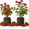 Set of 2 Red Lantana Live Plants, Bicolor Flowering Outdoor Starter Plants, 4-7 Inch Tall - Image 1