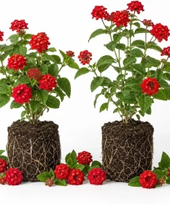 Set of 2 Red Lantana Live Plants, Bicolor Flowering Outdoor Starter Plants, 4-7 Inch Tall - Image 1