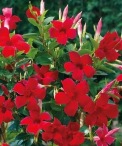 Set of 2 Red Mandevilla Live Plants - Tropical Flowering Vine, 4-6 Inch Tall - Image 2