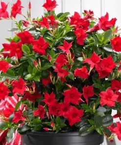 Set of 2 Red Mandevilla Live Plants - Tropical Flowering Vine, 4-6 Inch Tall - Image 3