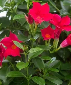 Set of 2 Red Mandevilla Live Plants - Tropical Flowering Vine, 4-6 Inch Tall - Image 4