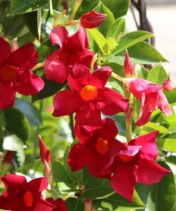 Set of 2 Red Mandevilla Live Plants - Tropical Flowering Vine, 4-6 Inch Tall - Image 5