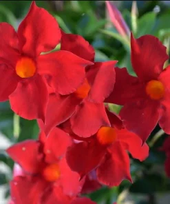 Set of 2 Red Mandevilla Live Plants - Tropical Flowering Vine, 4-6 Inch Tall - Image 6