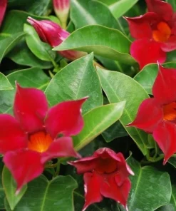 Set of 2 Red Mandevilla Live Plants - Tropical Flowering Vine, 4-6 Inch Tall - Image 7