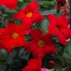 Set of 2 Red Mandevilla Live Plants - Tropical Flowering Vine, 4-6 Inch Tall - Image 1