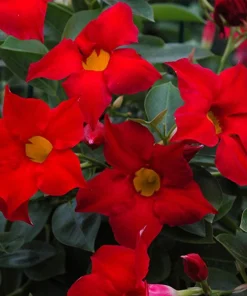 Set of 2 Red Mandevilla Live Plants - Tropical Flowering Vine, 4-6 Inch Tall - Image 1