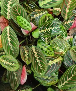 Set of 2 Red Maranta Live Plants, 4-6 Inch Tall Indoor Tropicals in 4 Inch Pot - Image 2