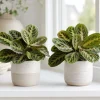 Set of 2 Red Maranta Live Plants, 4-6 Inch Tall Indoor Tropicals in 4 Inch Pot - Image 1