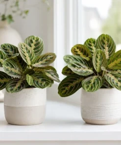 Set of 2 Red Maranta Live Plants, 4-6 Inch Tall Indoor Tropicals in 4 Inch Pot - Image 1