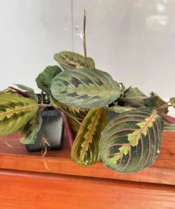 Set of 2 Red Maranta Live Plants, 4-6 Inch Tall Indoor Tropicals in 4 Inch Pot - Image 3