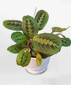 Set of 2 Red Maranta Live Plants, 4-6 Inch Tall Indoor Tropicals in 4 Inch Pot - Image 4