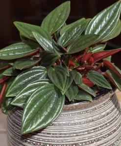 Set of 2 Red Peperomia Live Plants - Compact Houseplants for Indoor & Outdoor - Image 2