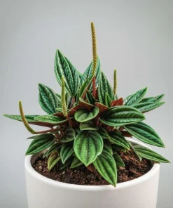 Set of 2 Red Peperomia Live Plants - Compact Houseplants for Indoor & Outdoor - Image 3