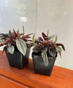 Set of 2 Red Peperomia Live Plants - Compact Houseplants for Indoor & Outdoor - Image 4