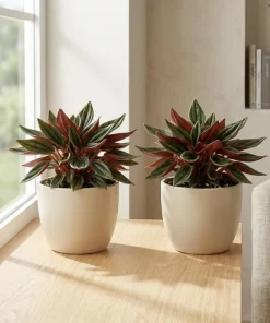 Set of 2 Red Peperomia Live Plants - Compact Houseplants for Indoor & Outdoor - Image 5