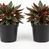Set of 2 Red Peperomia Live Plants - Compact Houseplants for Indoor & Outdoor - Image 1