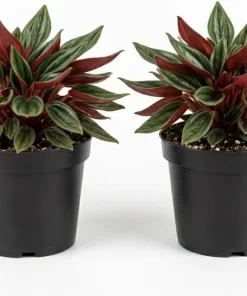Set of 2 Red Peperomia Live Plants - Compact Houseplants for Indoor & Outdoor - Image 1