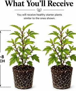 Set of 2 Roselle Hibiscus Live Plants, 4-8 Inch Tall, Red Flowers, Outdoor - Image 2
