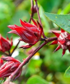 Set of 2 Roselle Hibiscus Live Plants, 4-8 Inch Tall, Red Flowers, Outdoor - Image 3