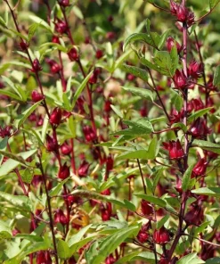 Set of 2 Roselle Hibiscus Live Plants, 4-8 Inch Tall, Red Flowers, Outdoor - Image 6