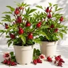 Set of 2 Roselle Hibiscus Live Plants, 4-8 Inch Tall, Red Flowers, Outdoor - Image 1