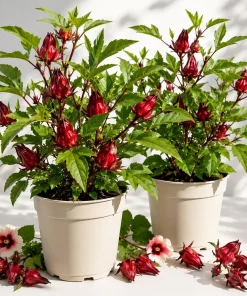 Set of 2 Roselle Hibiscus Live Plants, 4-8 Inch Tall, Red Flowers, Outdoor - Image 1