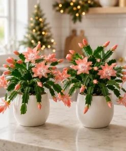 Set of 2 Salmon Christmas Cactus Live Plants, 4-8 Inch Tall, Tropical Indoor - Image 5