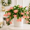 Set of 2 Salmon Christmas Cactus Live Plants, 4-8 Inch Tall, Tropical Indoor - Image 1