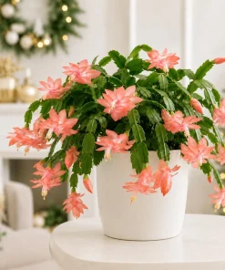 Set of 2 Salmon Christmas Cactus Live Plants, 4-8 Inch Tall, Tropical Indoor - Image 1