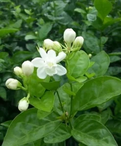 Set of 2 Sambac Jasmine Live Plants - Fragrant White Flowers Bush, 4-6 Inch Tall - Image 2