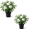 Set of 2 Sambac Jasmine Live Plants - Fragrant White Flowers Bush, 4-6 Inch Tall - Image 1