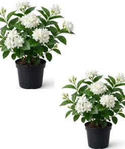 Set of 2 Sambac Jasmine Live Plants - Fragrant White Flowers Bush, 4-6 Inch Tall - Image 1