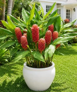 Set of 2 Shampoo Ginger Plants Live, Zingiber Zerumbet, Red Ginger Lily, 4-8 Inch Tall, Outdoor - Image 4