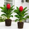 Set of 2 Shampoo Ginger Plants Live, Zingiber Zerumbet, Red Ginger Lily, 4-8 Inch Tall, Outdoor - Image 1