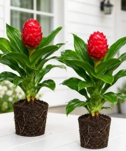 Set of 2 Shampoo Ginger Plants Live, Zingiber Zerumbet, Red Ginger Lily, 4-8 Inch Tall, Outdoor - Image 1