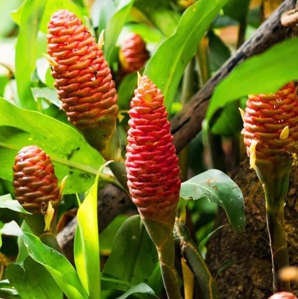 Set of 2 Shampoo Ginger Roots for Planting - Zingiber Zerumbet Outdoor - Image 4