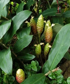 Set of 2 Shampoo Ginger Roots for Planting - Zingiber Zerumbet Outdoor - Image 5